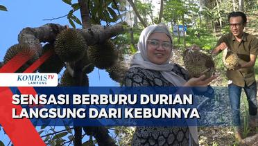 Serunya Menikmati Buah Durian Langsung di Kebunnya