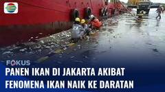 Panen Ikan di Jakarta karena Fenomena Ikan Naik ke Daratan I Fokus