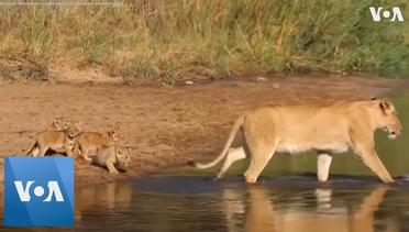 Lion Cubs Pass Through a Stream With Mother in South Africa