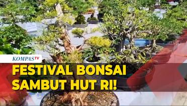 Keren! Gelaran Festival Bonsai Sambut HUT ke-78 RI di Luwu Utara