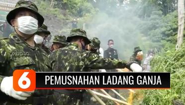 Petugas BNN Musnahkan Dua Hektar Ladang Ganja di Aceh Besar | Liputan 6