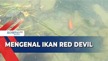 Mengenal Ikan Red Devil, Sang Predator di Danau Toba