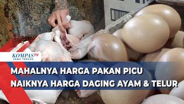 Mahalnya Harga Pakan Picu Naiknya Harga Daging Ayam & Telur di Kota Semarang