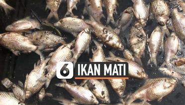 Air Tercemar, Ribuan Ikan di PLTA Timo Semarang Mati