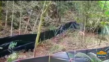 Detik Detik Pelepasliaran Macan Tutul Jawa di Gunung Ciremai