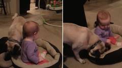 Reaksi Seekor Anjing yang 'Marah' Ketika Tempat Tidurnya Dipakai oleh Seorang Bayi