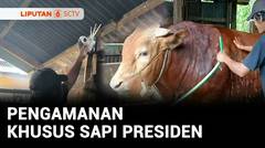 Pengamanan Sapi Kurban Prabowo, Kandang Dipasangi CCTV hingga Warga Rutin Ronda Malam | Liputan 6