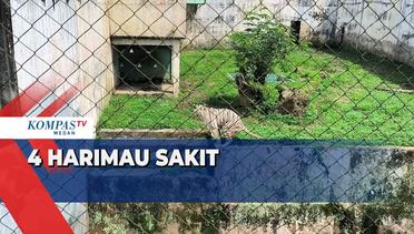 Ini Sejumlah Penyakit yang Diderita Harimau di Medan Zoo