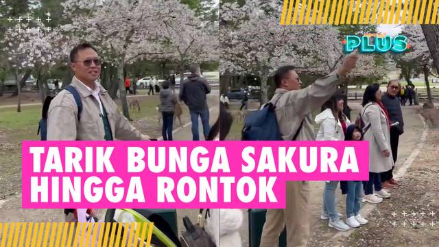 Viral! Turis Indonesia Diduga Rusak Bunga Sakura di Jepang