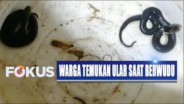 Geger! Warga di Banjar, Jawa Barat, Temukan Ular Saat Berwudu di Sumur - Fokus
