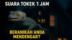 Suara Tokek 1 Jam di Malam yang Grimis.Bikin Anak Cepat Tidur