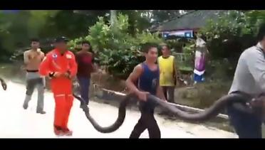 Detik-Detik Kobra Raja 'Raksasa' Membunuh Ular Piton