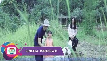 Sinema Indosiar - Kisah Penggembala Kambing Yang Menikahi Seorang Janda