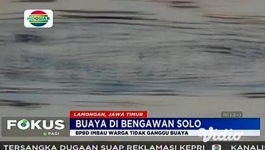 Buaya di Bengawan Solo (Surabaya)