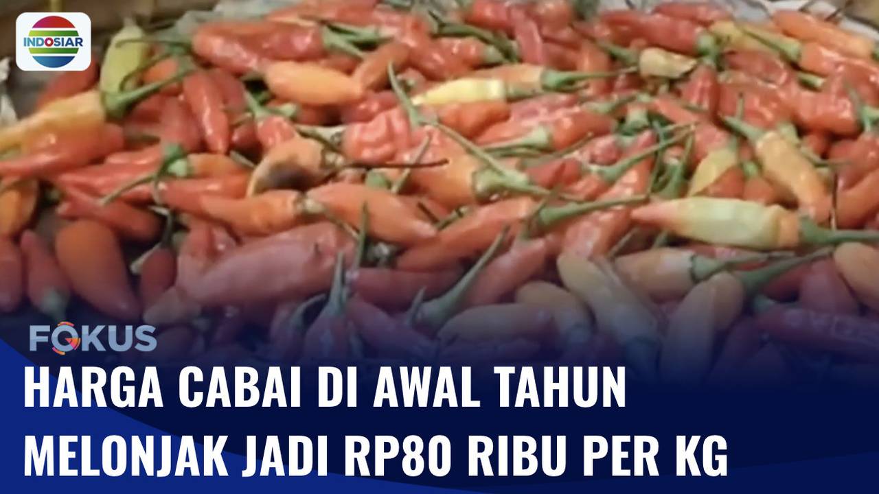 Harga Cabai Merah Naik Capai Rp80 Ribu per Kg | Fokus - INDOSIAR