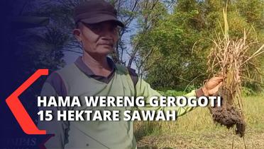 Hama Wereng Gerogoti 15 Hektare Sawah di Madiun Jatim, Petani Gagal Panen!