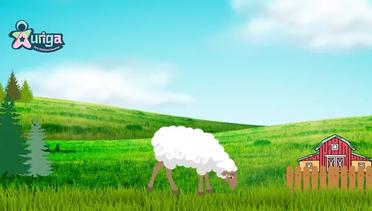 Siklus Hidup Domba - Sheep Life Cycle