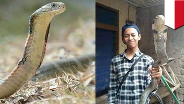 Digigit ular: bocah 14 tahun digigit king kobra saat rekam story Whatsapp - TomoNews