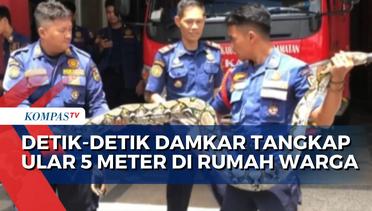 Sudin Damkar Jakarta TImur Tangkap Ular Sanca Sepanjang 5 Meter di Gudang Rumah Warga!