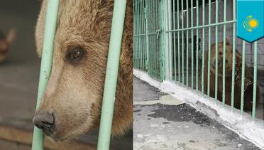 Beruang ini dipenjara seumur hidup di Kazakhstan - TomoNews