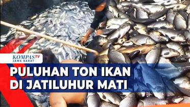 Akibat Cuaca Buruk Puluhan Ton Ikan Di Jatiluhur Mati