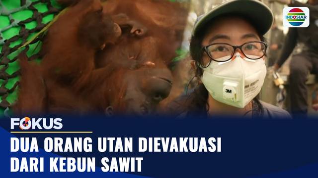 Lemas dan Terluka, Induk dan Anak Orang Utan Diselamatkan dari Kebakaran Lahan | Fokus