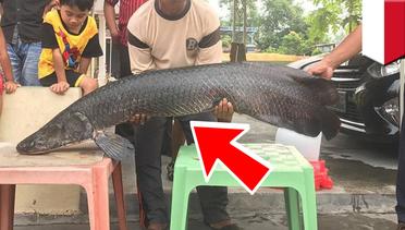 Penemuan monster ikan Arapaima dari Amazon di sungai Brantas - TomoNews