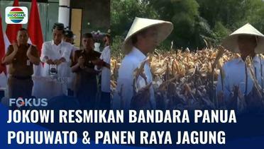 Kunjungan Kerja ke Gorontalo, Jokowi Panen Raya Jagung dan Resmikan Bandara Panua Pohuwato | Fokus