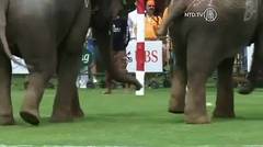 Gajah Bermain Polo Untuk Amal di Thailand