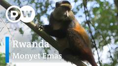 DW Going Wild 19 - Rwanda_Monyet Emas
