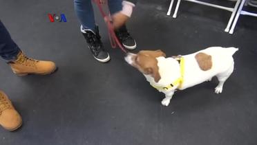 Gym Latih Kebugaran Anjing dan Pelatih