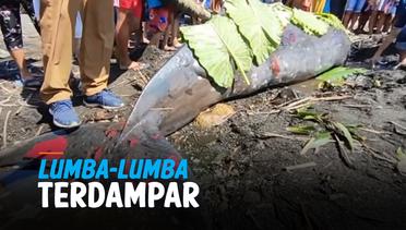 Lumba-Lumba 4 Meter Terdampar di Pantai Lopana Minahasa Selatan