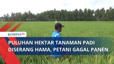 Puluhan Hektar Tanaman Padi Diserang Hama, Petani Gagal Panen