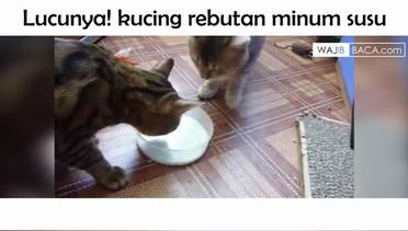 Yuk Tonton Lucunya Kucing Gemes yang Berebut Minum Susu | Wajib Nonton