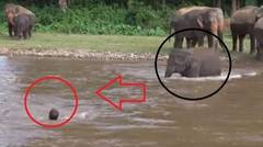 Menakjubkan, Aksi Gajah Selamatkan Manusia yang Tenggelam