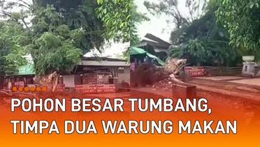 Pohon Besar Tumbang, Timpa Dua Warung Makan di Pinggir Jalan