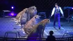 atraksi sirkus macan & singa