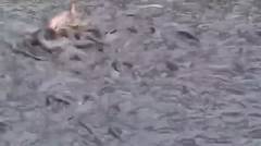 ngeri!!!_lihat ini keganasan ikan piranha di beri makan ayam 5 ekor