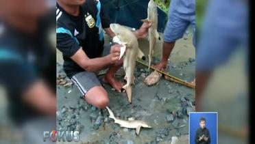 Temuan Ikan Hiu di Lokasi Banjir Sentani Papua Bukan dari Danau - Fokus