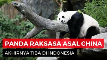 Dua Panda Raksasa yang Gemas, Dikirim Dari China Ke Indonesia