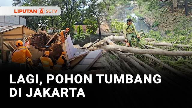 Empat Rumah di Jakarta Rusak Tertimpa Pohon Tumbang | Liputan 6