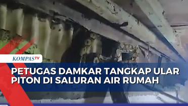 Petugas Damkar Kota Makassar Tangkap Ular Piton di Saluran Air Rumah