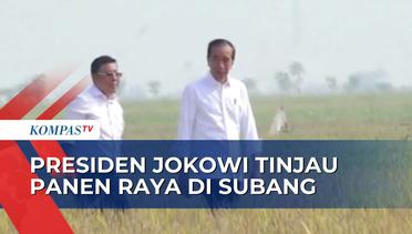 Tinjau Panen Raya di Subang, Presiden Jokowi Minta Cadangan Beras Bulog Ditambah