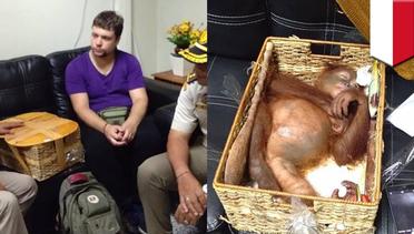 Turis Rusia ditangkap saat mencoba menyelundupkan bayi orangutan - TomoNews