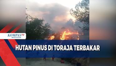 Hutan Pinus Di Toraja Terbakar