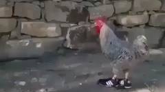 Ayam Bersepatu
