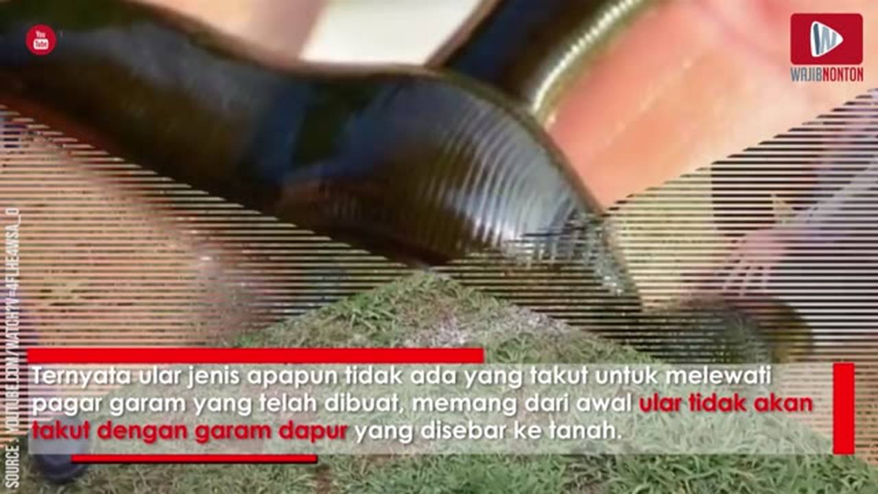 benar atau salah, ular takut dengan garam dapur, ini buktinya Vidio