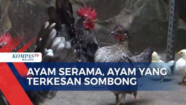 Sang Pamuji Sukses Beternak Ayam Serama di Lahan Terbatas