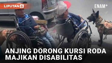 Aksi Mulia Anjing Bantu Dorong Kursi Roda Majikan Disabilitas
