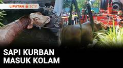 Sapi Kurban Masuk Kolam | Liputan 6